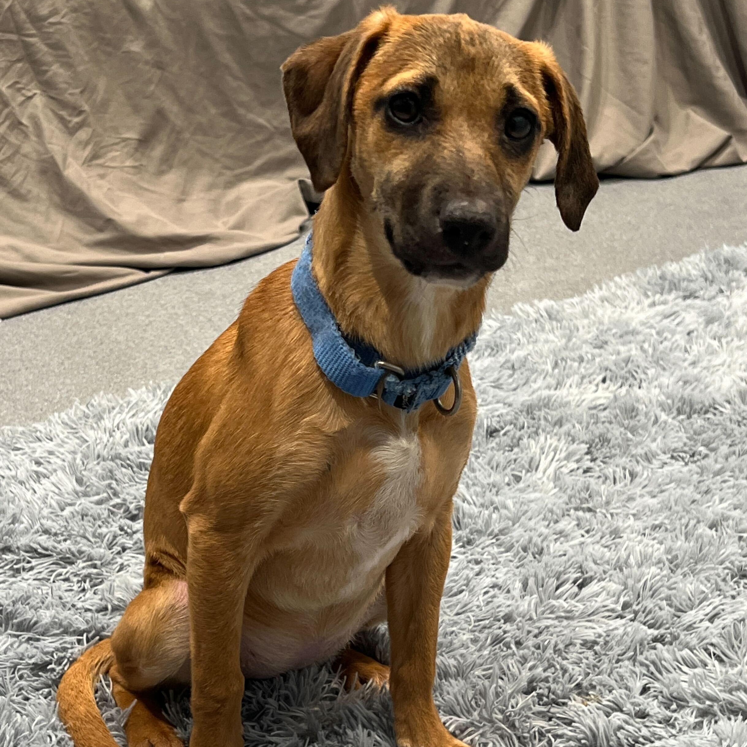 Enlarge Honeysuckle, a ADOPTABLE Mixed Breed in Canal Winchester, OH image 2/5