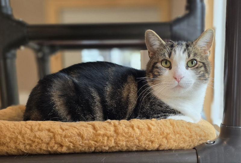 Dave, Adoptable, Young Male Domestic Short Hair.