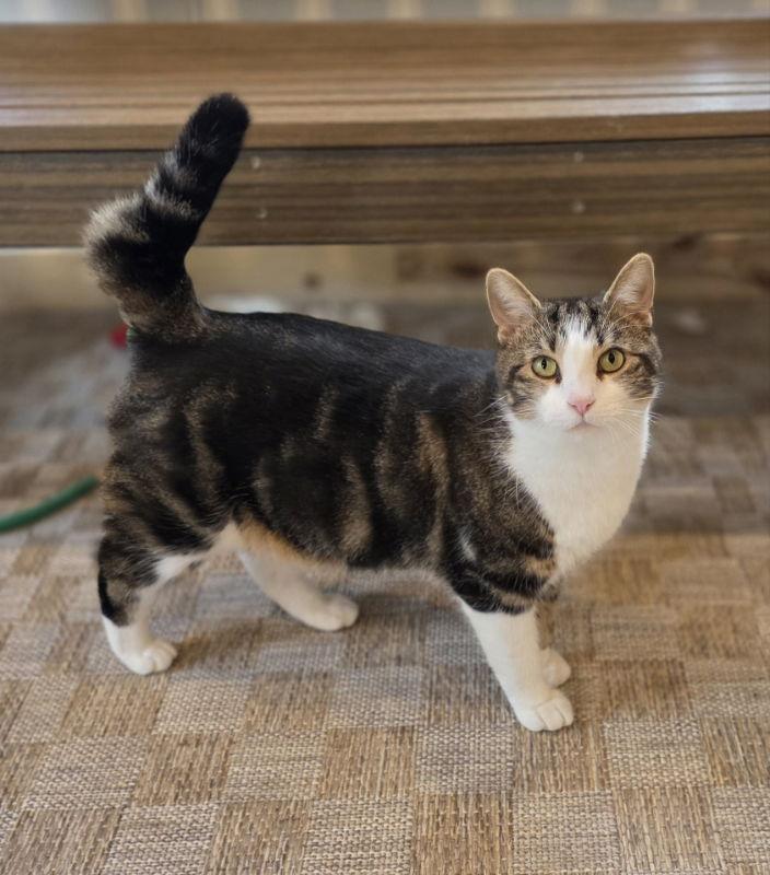 Dave, a Adoptable Domestic Short Hair in Woodsfield, OH image 2/3