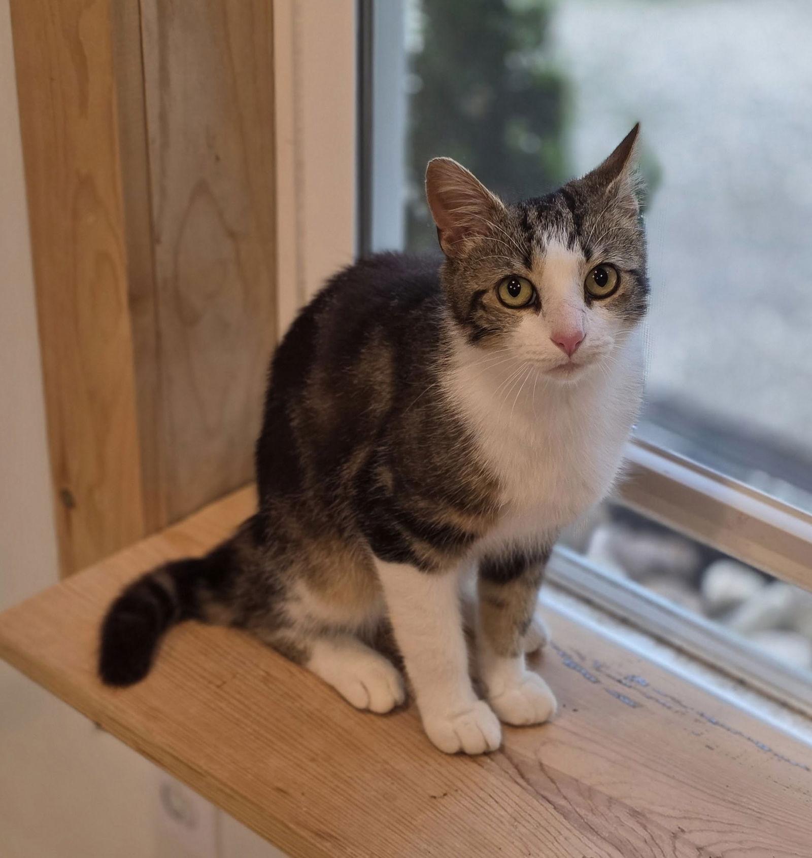 Dave, a Adoptable Domestic Short Hair in Woodsfield, OH image 3/3