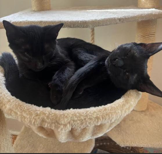 Keekee Samos Millar thumbnail 3