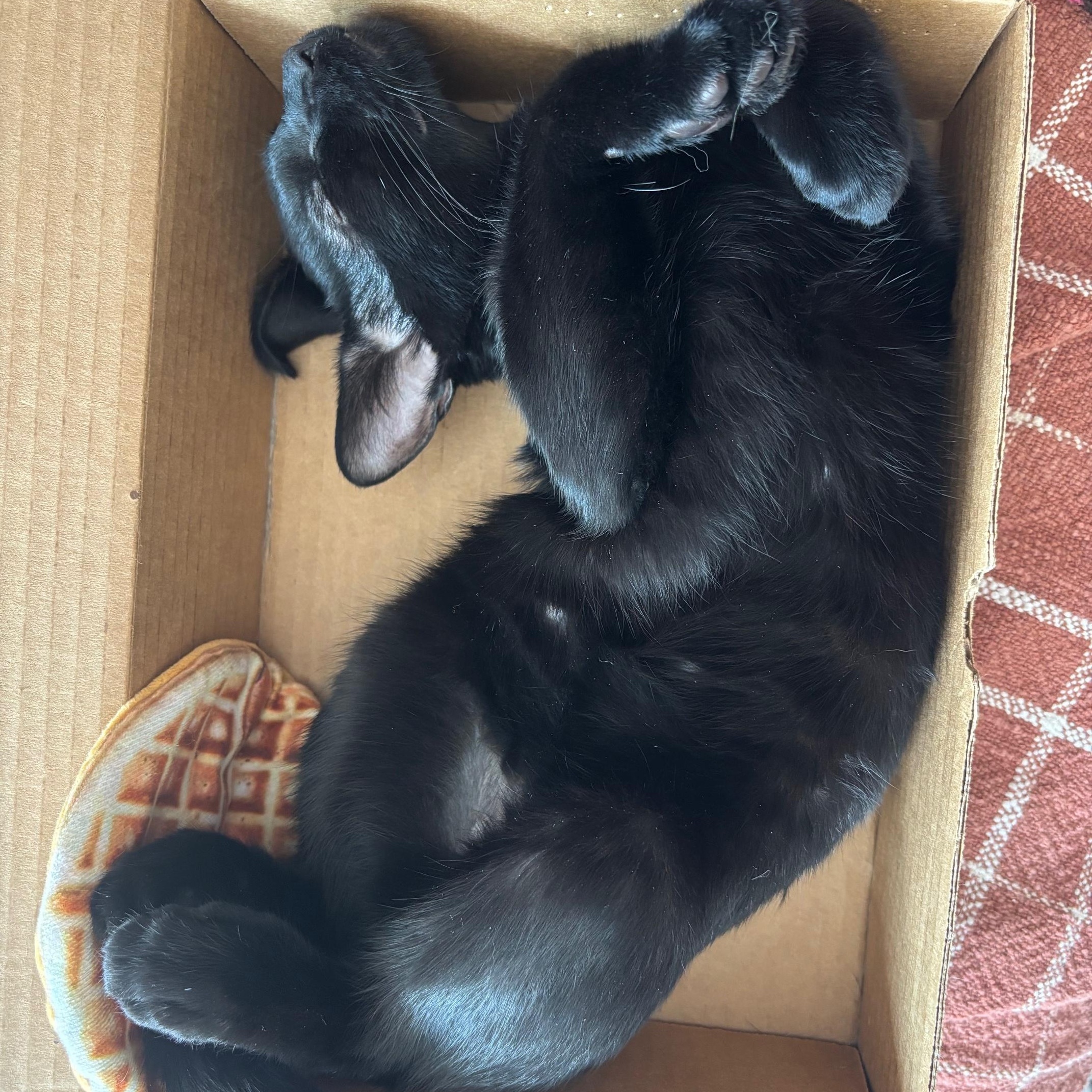 Keekee Samos Millar thumbnail 2