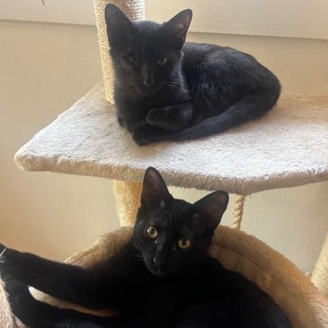 Keekee Samos Millar thumbnail 4