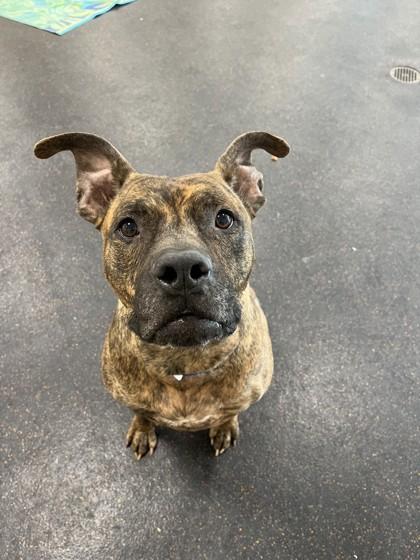 Fozzie Bear, Adoptable, Adult Male Pit Bull Terrier & Mixed Breed.