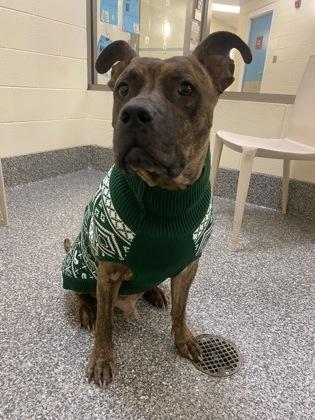 Enlarge Fozzie Bear, a Adoptable mixed breed in Westland, MI image 2/3