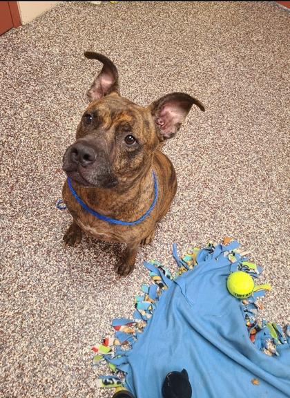 Enlarge Fozzie Bear, a Adoptable mixed breed in Westland, MI image 3/3