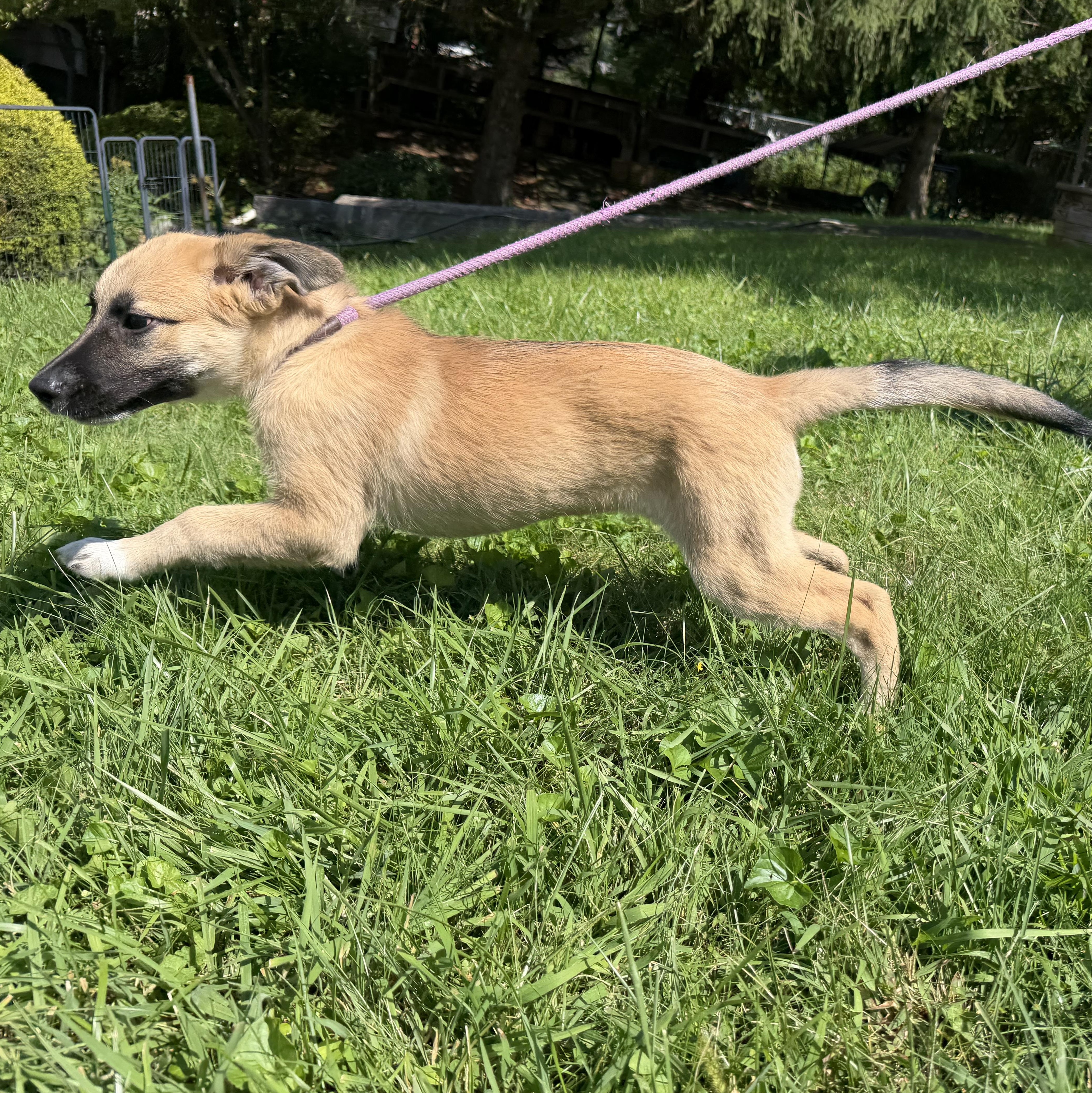 Buttercup, an adopted mixed breed in Latrobe, PA image 2/4