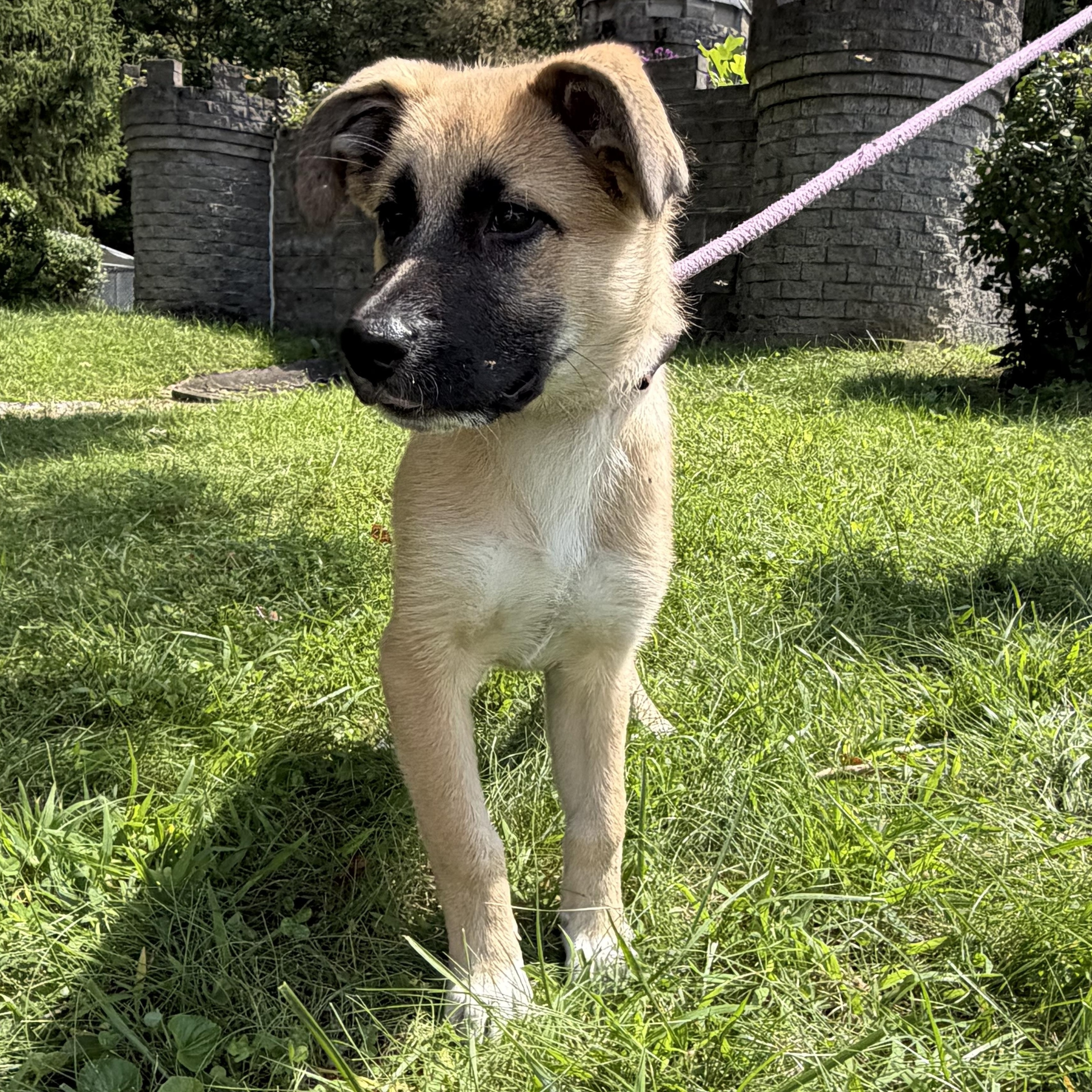 Buttercup, an adopted mixed breed in Latrobe, PA image 3/4