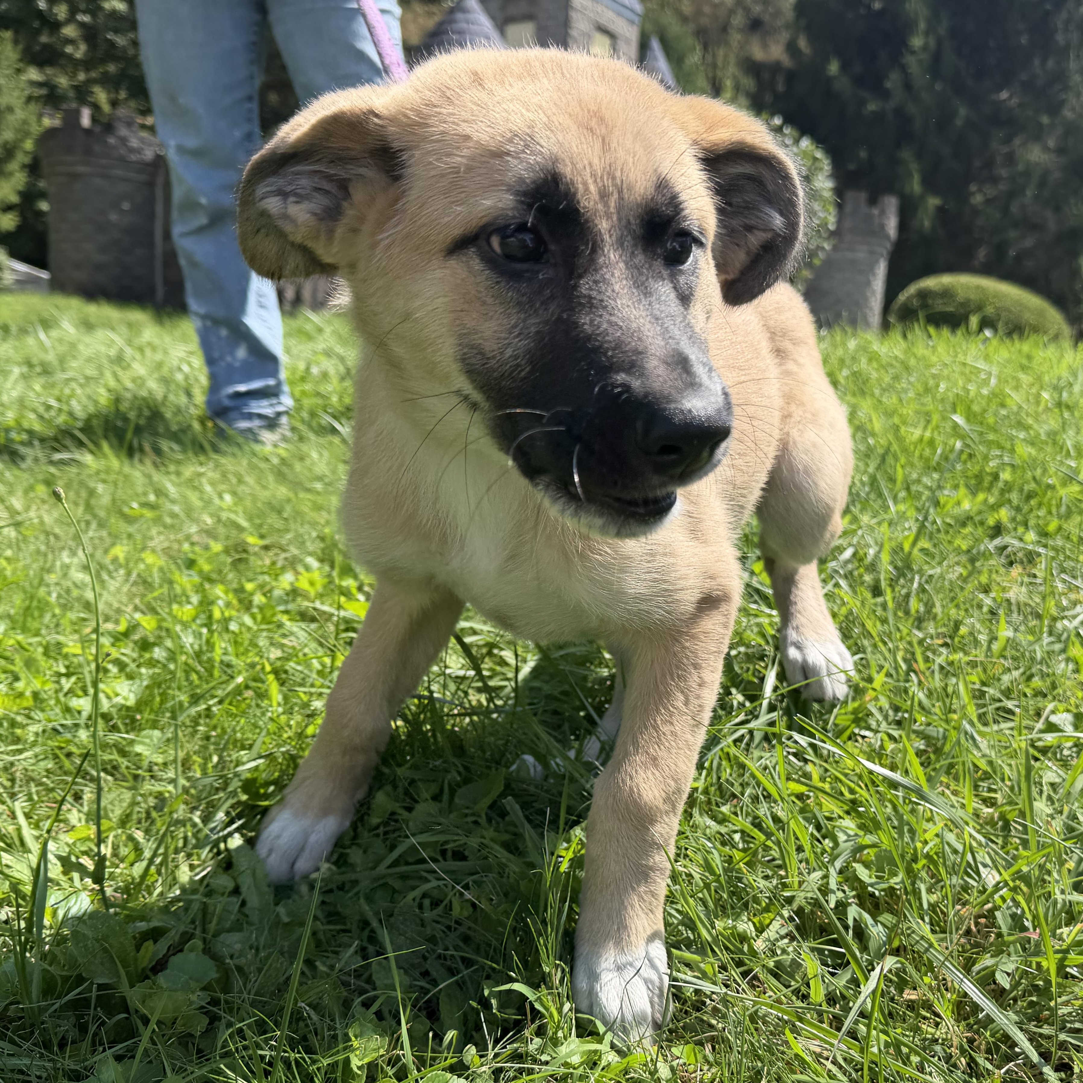 Buttercup, an adopted mixed breed in Latrobe, PA image 4/4