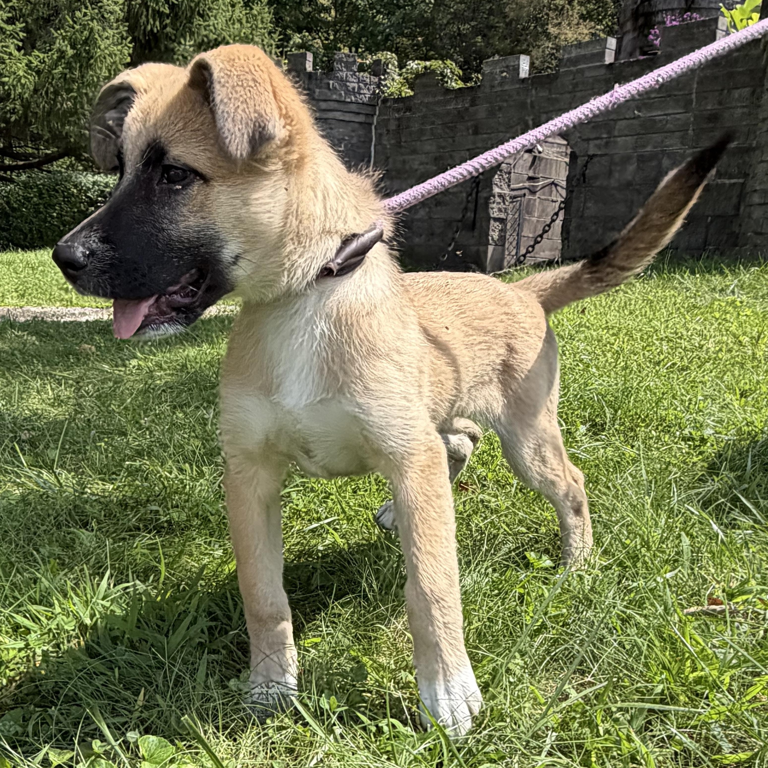 Buttercup, an adopted mixed breed in Latrobe, PA image 1/4