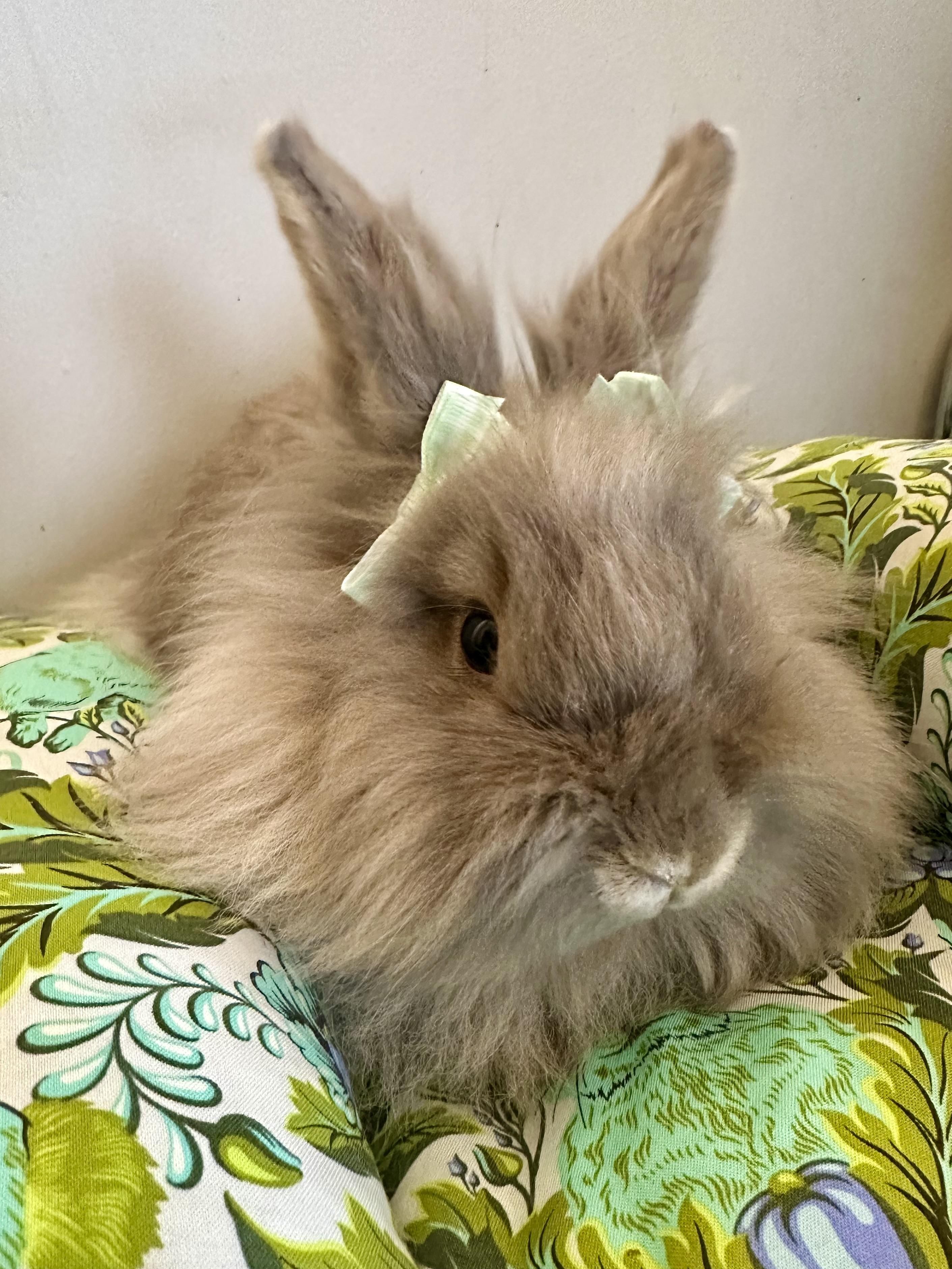 Envy, ADOPTABLE, Young Female Lionhead.