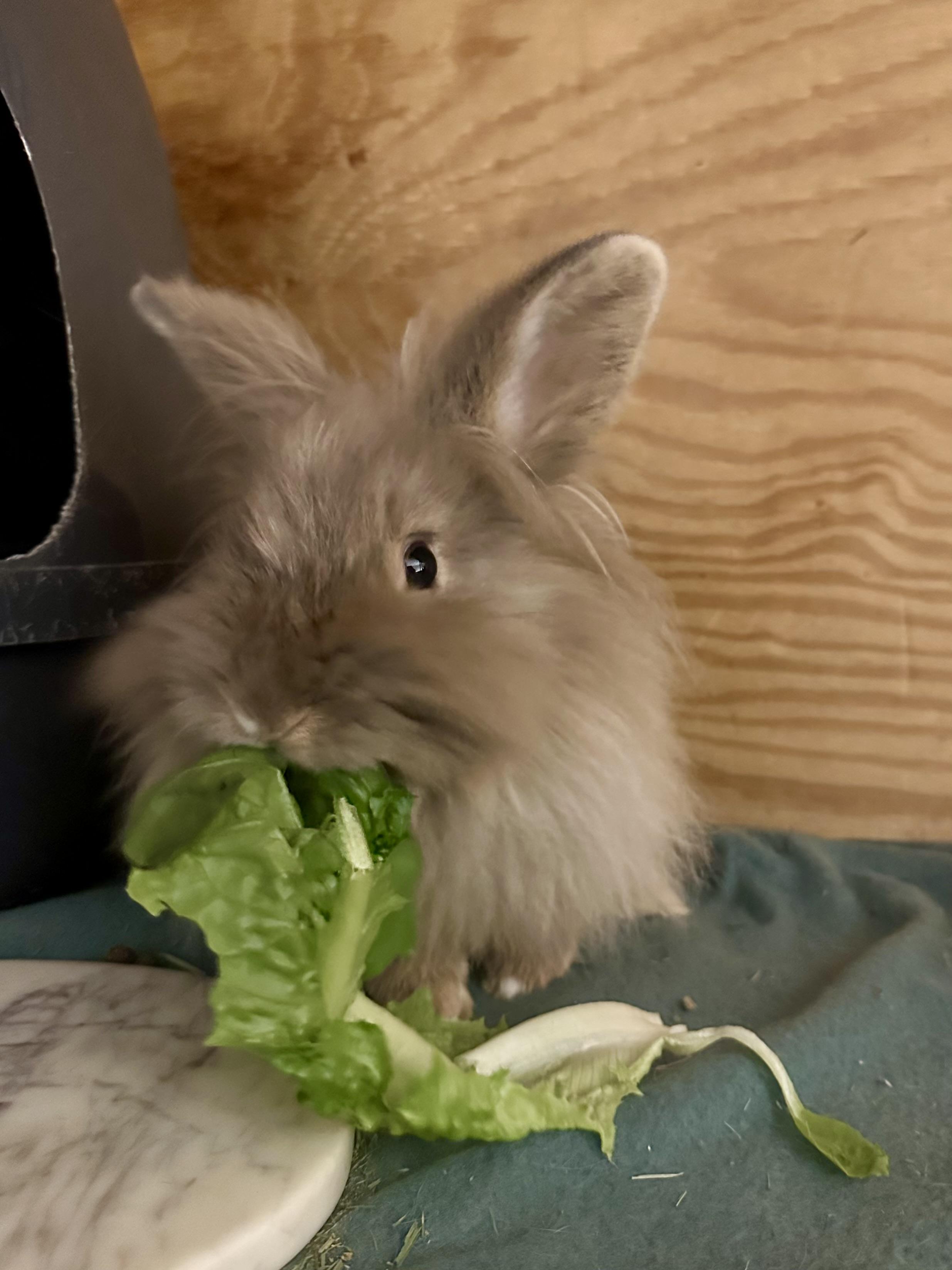 Enlarge Envy, a ADOPTABLE Lionhead in Philadelphia, PA image 3/4