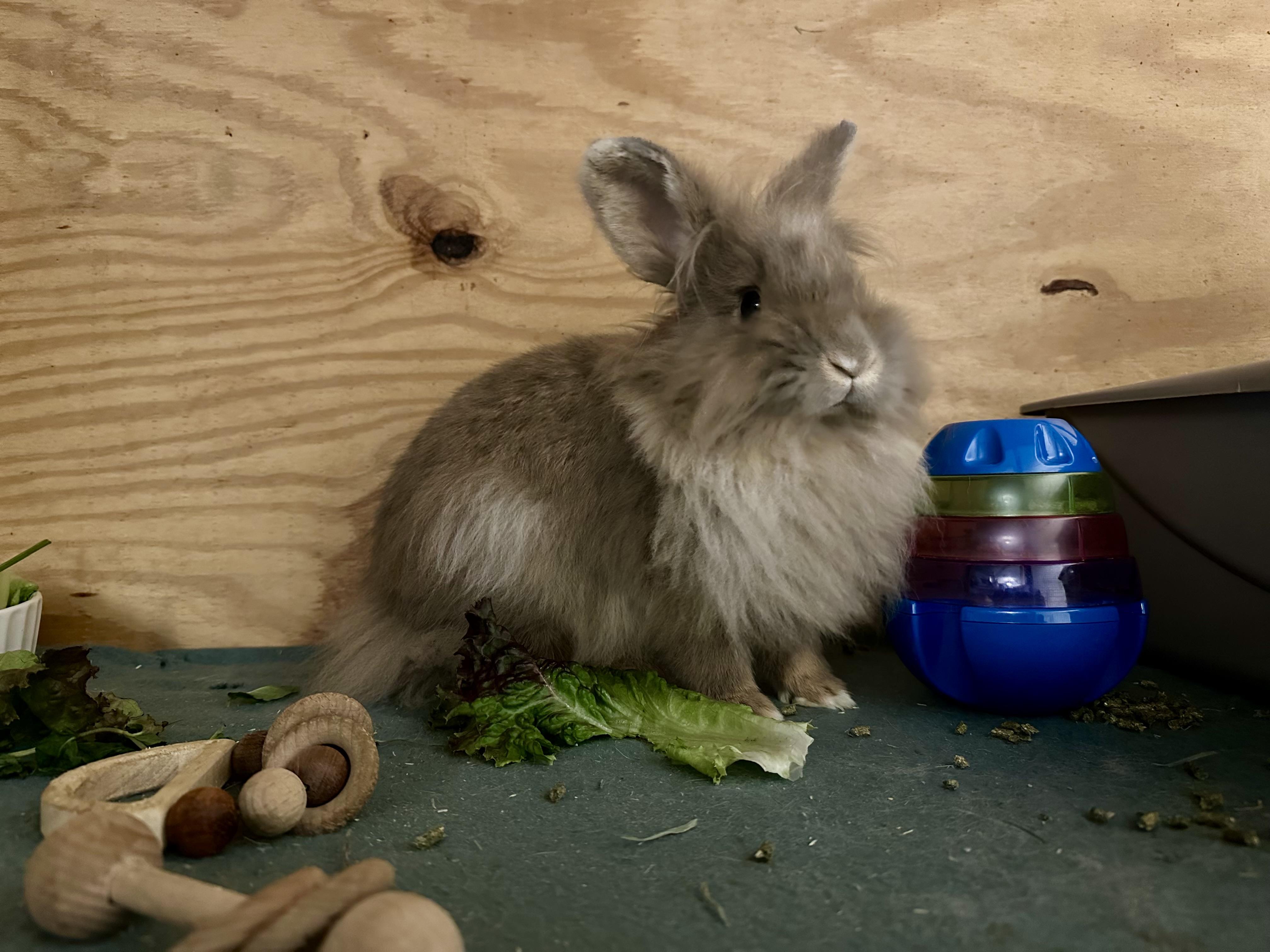 Enlarge Envy, a ADOPTABLE Lionhead in Philadelphia, PA image 2/4