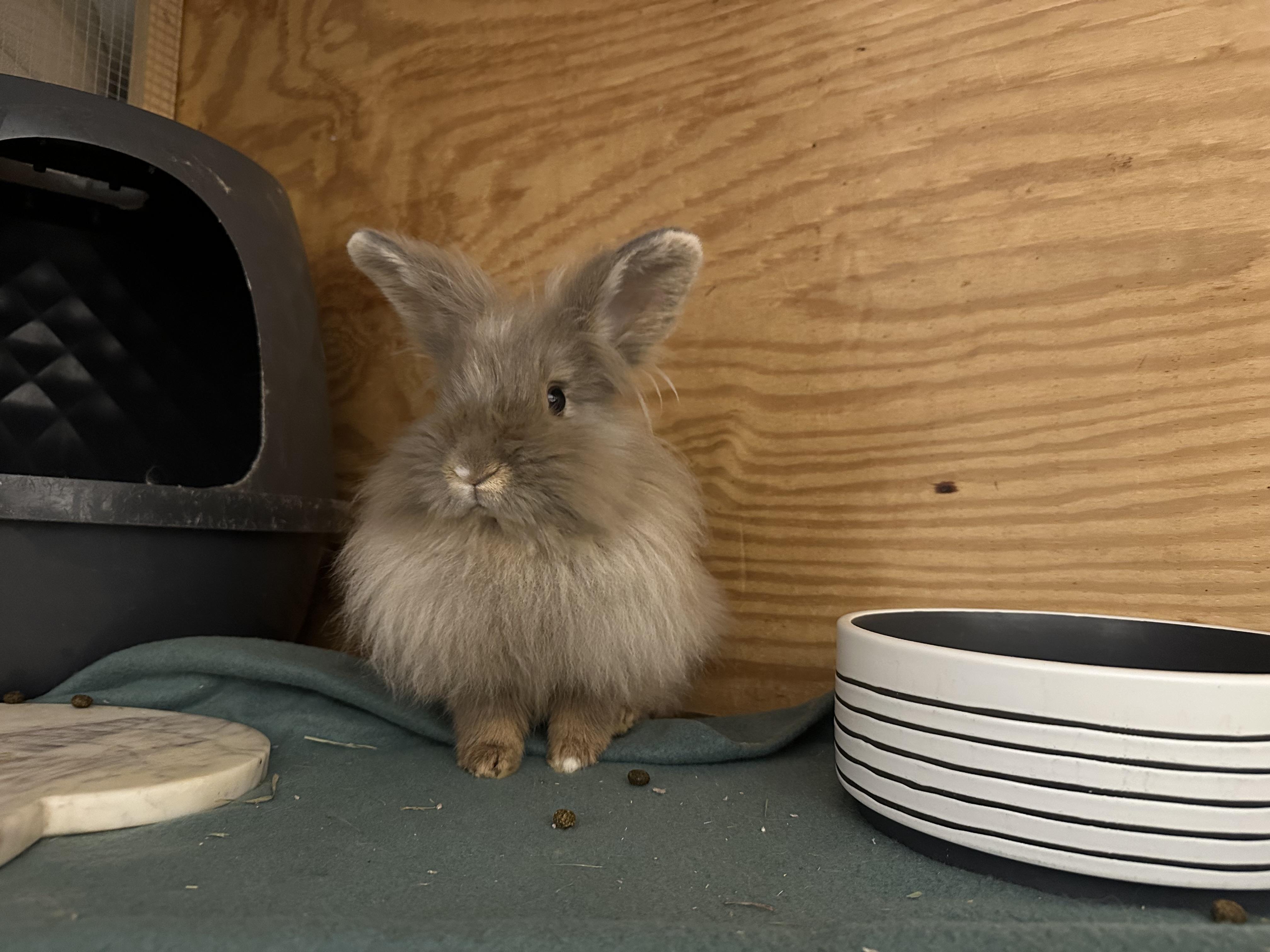 Enlarge Envy, a ADOPTABLE Lionhead in Philadelphia, PA image 4/4
