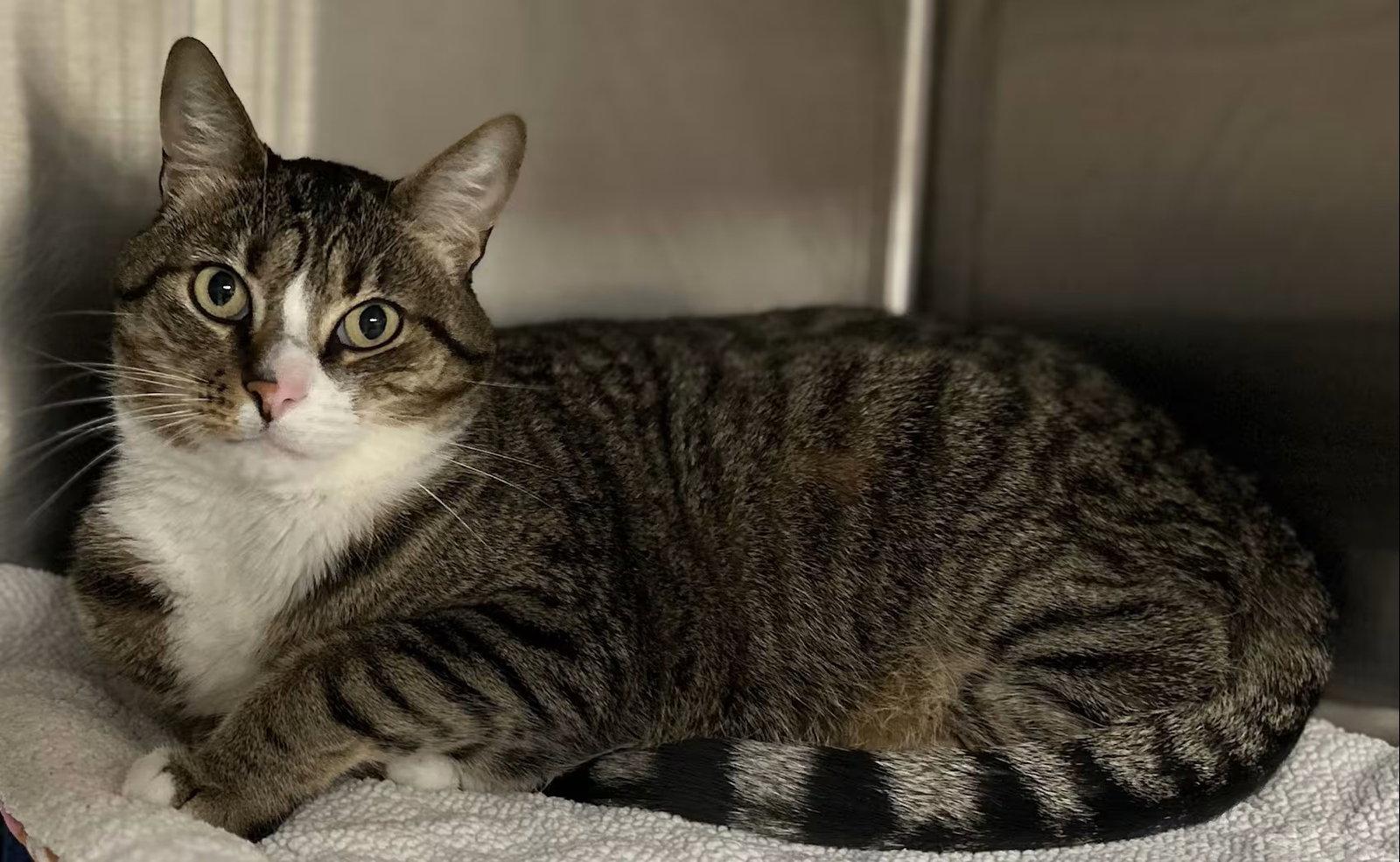 Oliver, Adoptable, Adult Male Domestic Short Hair.