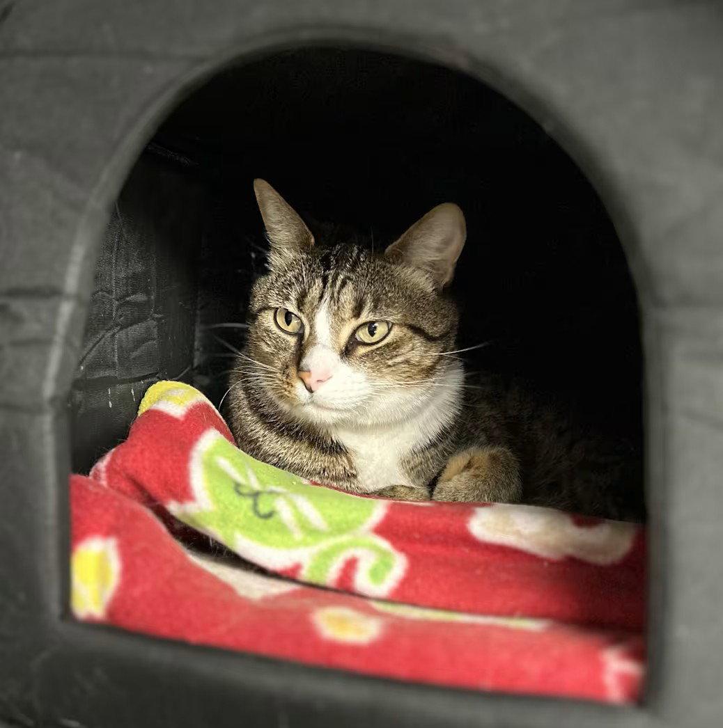 Enlarge Oliver, a Adoptable Domestic Short Hair in Whitehall, PA image 2/2