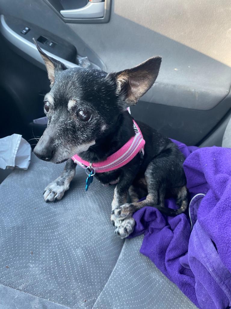 Bridgett, Adoptable, Senior Female Chihuahua.