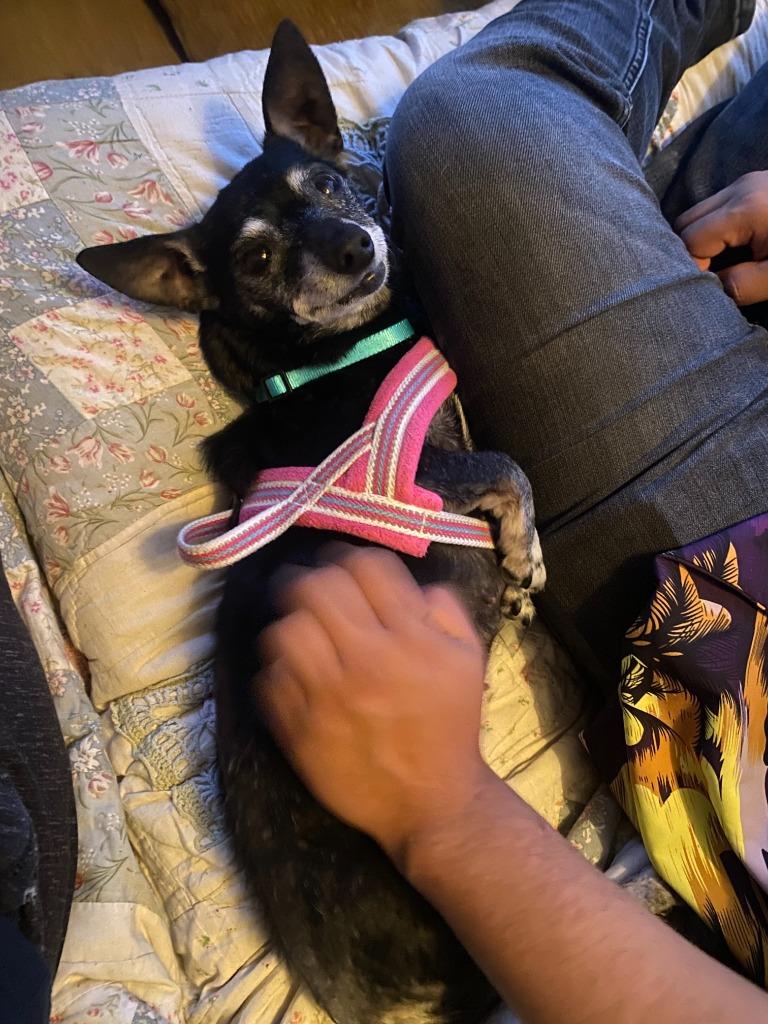 Bridgett, Adoptable, Senior Female Chihuahua.