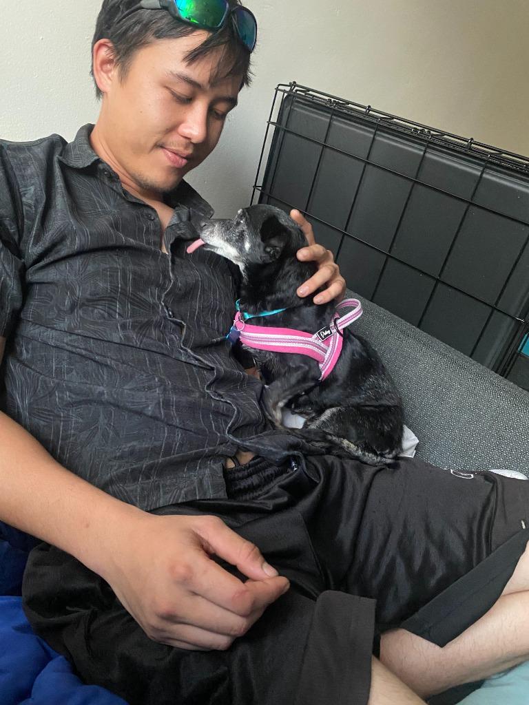 Bridgett, Adoptable, Senior Female Chihuahua.