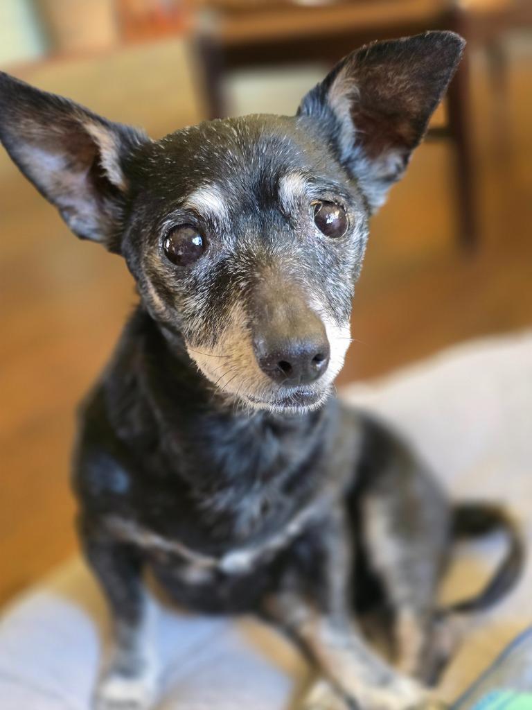 Enlarge Bridgett, a Adoptable mixed breed in El Cajon, CA image 4/6