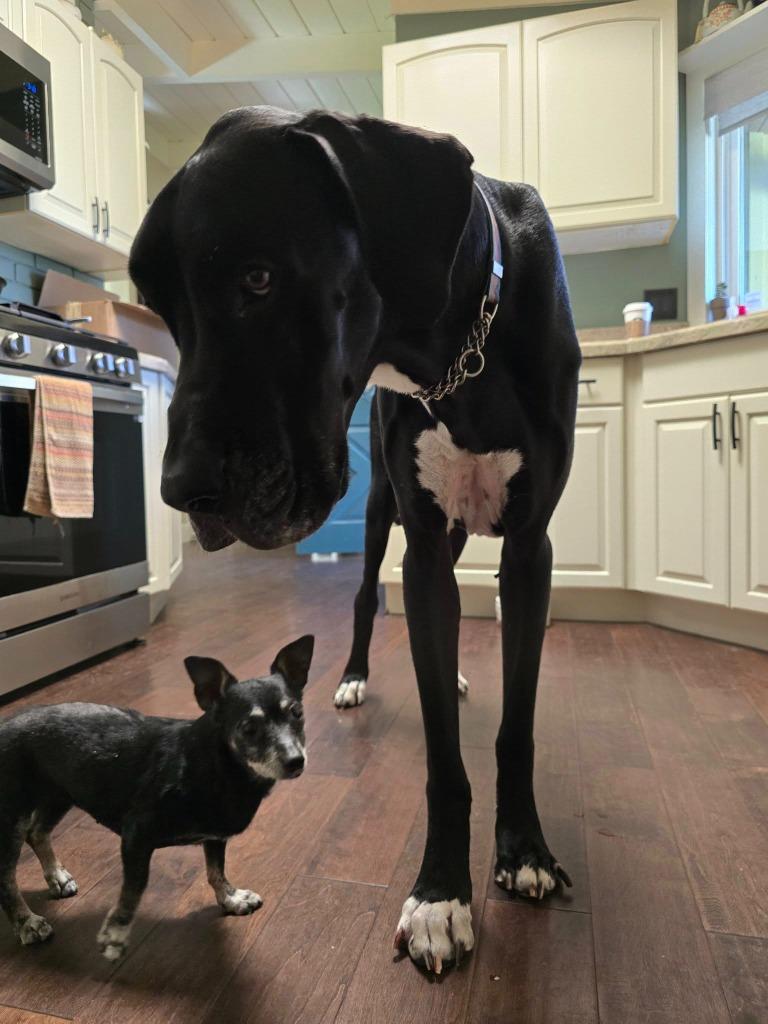 Enlarge Bridgett, a Adoptable mixed breed in El Cajon, CA image 4/6