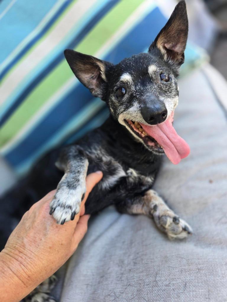 Enlarge Bridgett, a Adoptable mixed breed in El Cajon, CA image 6/6
