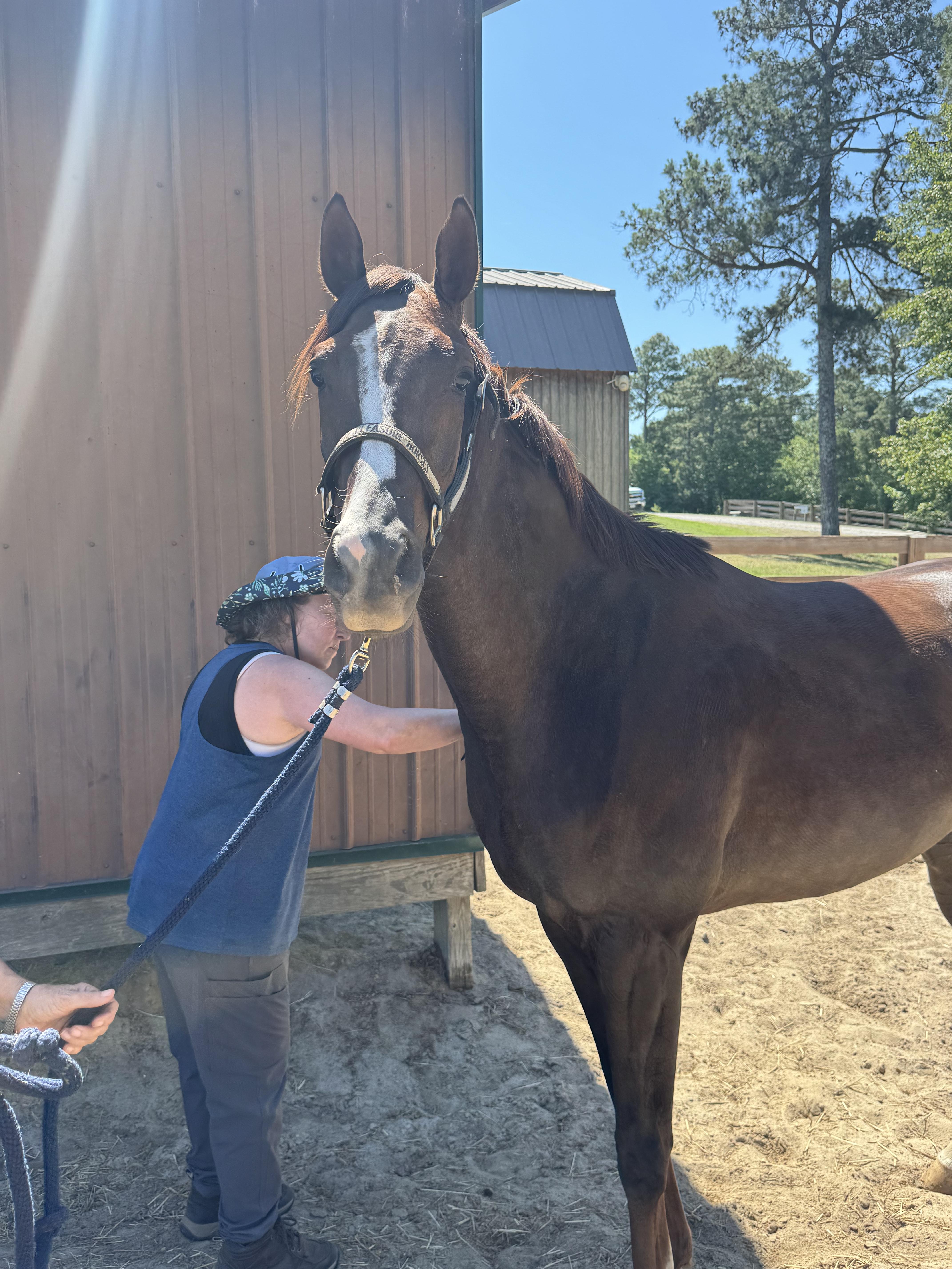 Animated, a ADOPTABLE Thoroughbred in Aiken, SC image 1/2