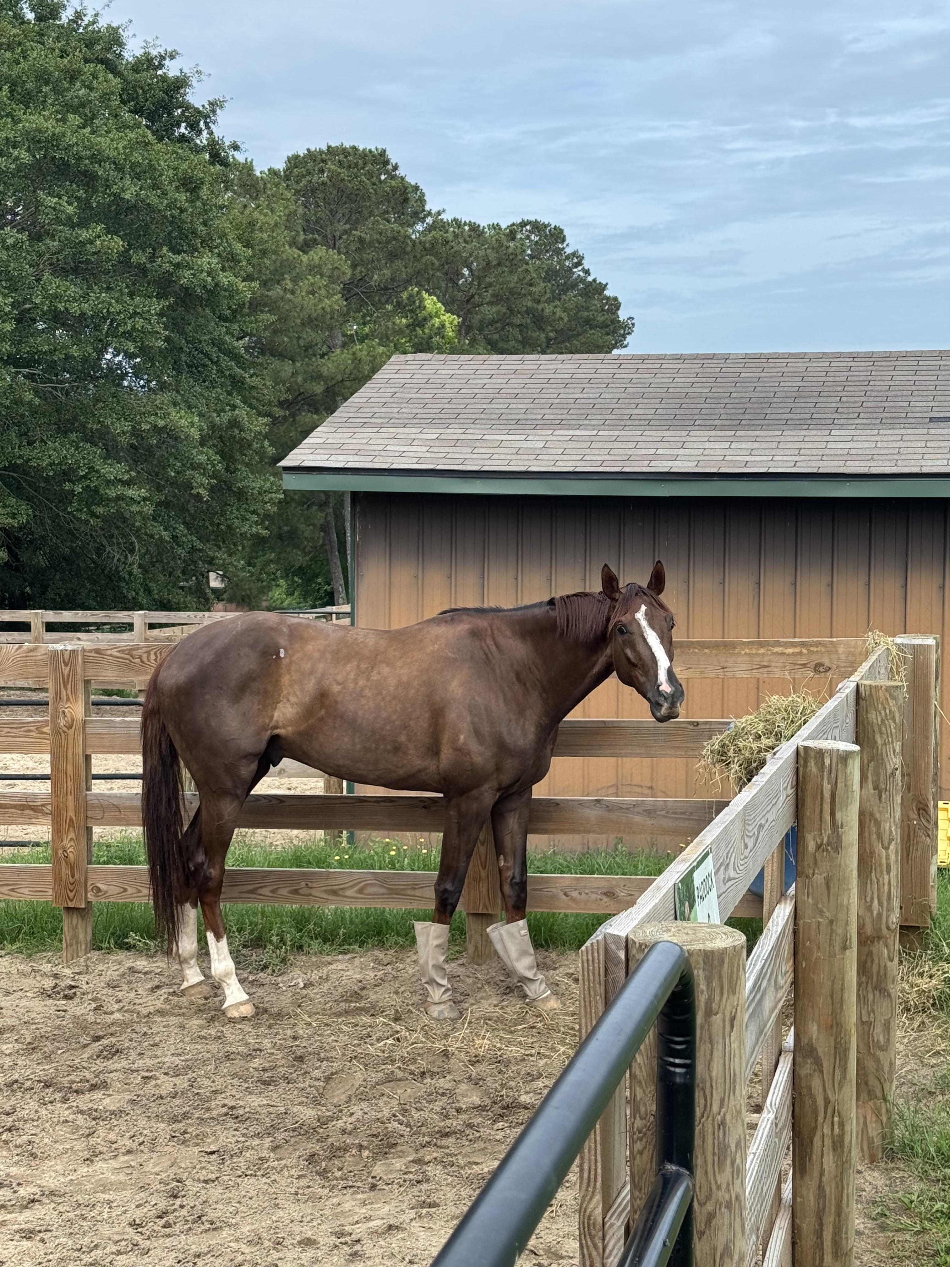 Animated, a ADOPTABLE Thoroughbred in Aiken, SC image 2/2
