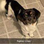 Oreo