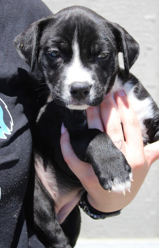 Enlarge Josephine, a Adoptable mixed breed in Vacaville, CA image 1/1