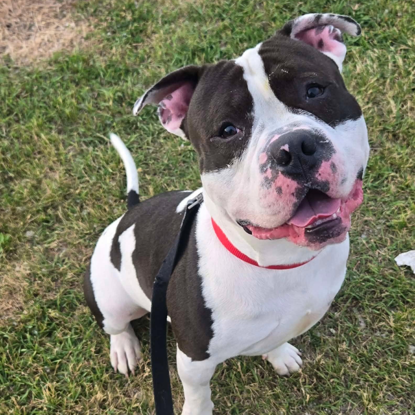 Dylan Ray, a ADOPTABLE mixed breed in Racine, WI image 3/3