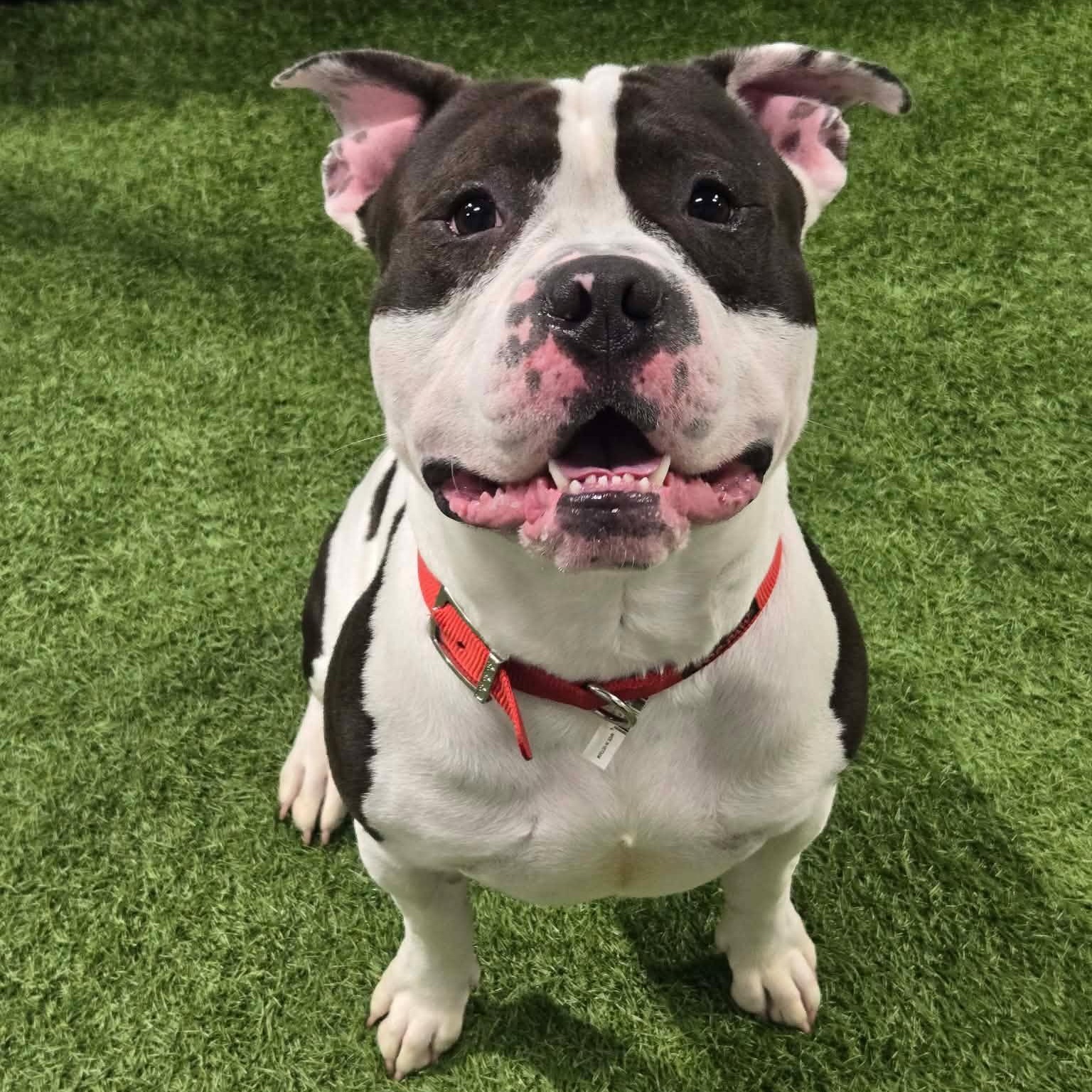 Dylan Ray, a ADOPTABLE mixed breed in Racine, WI image 1/3