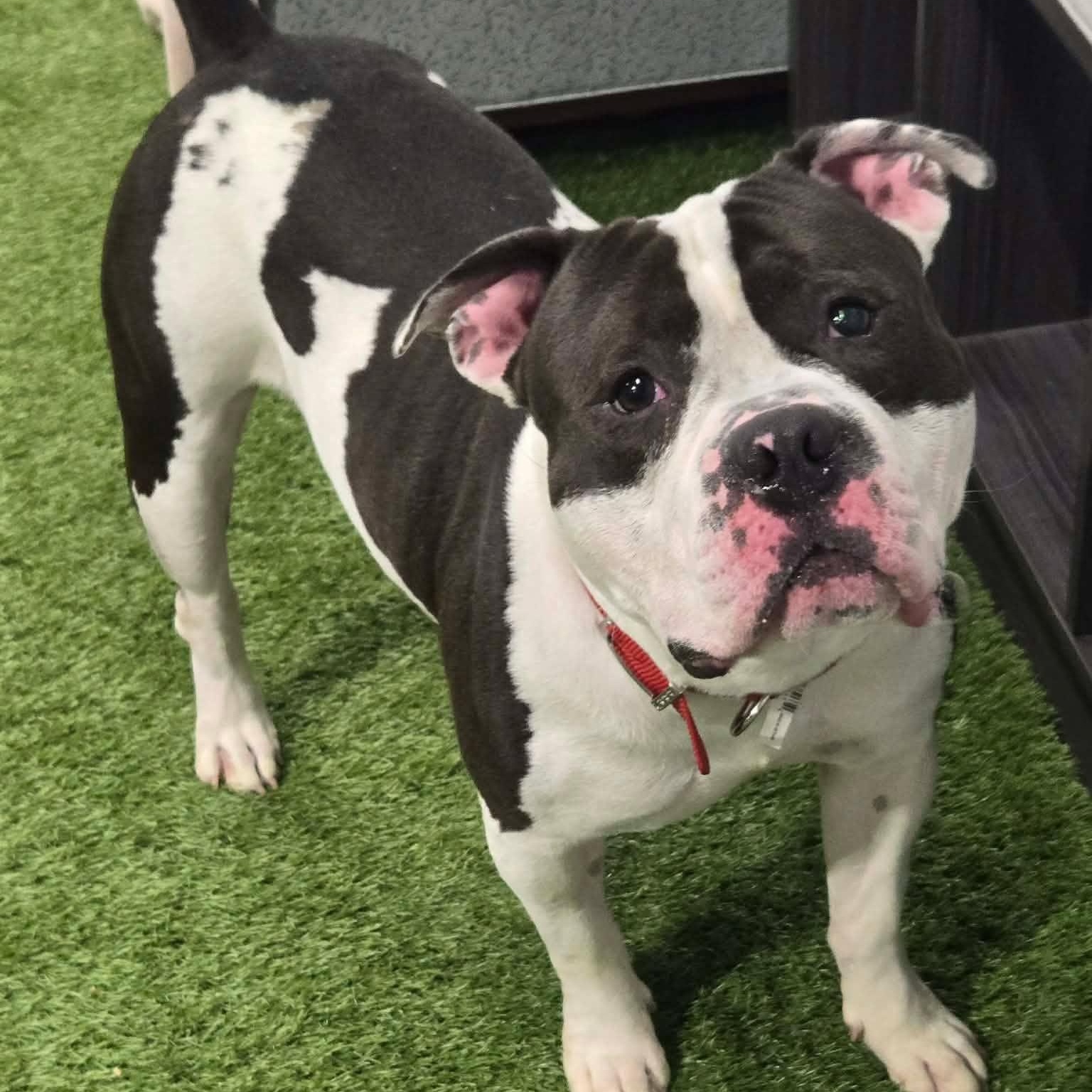 Dylan Ray, a ADOPTABLE mixed breed in Racine, WI image 2/3