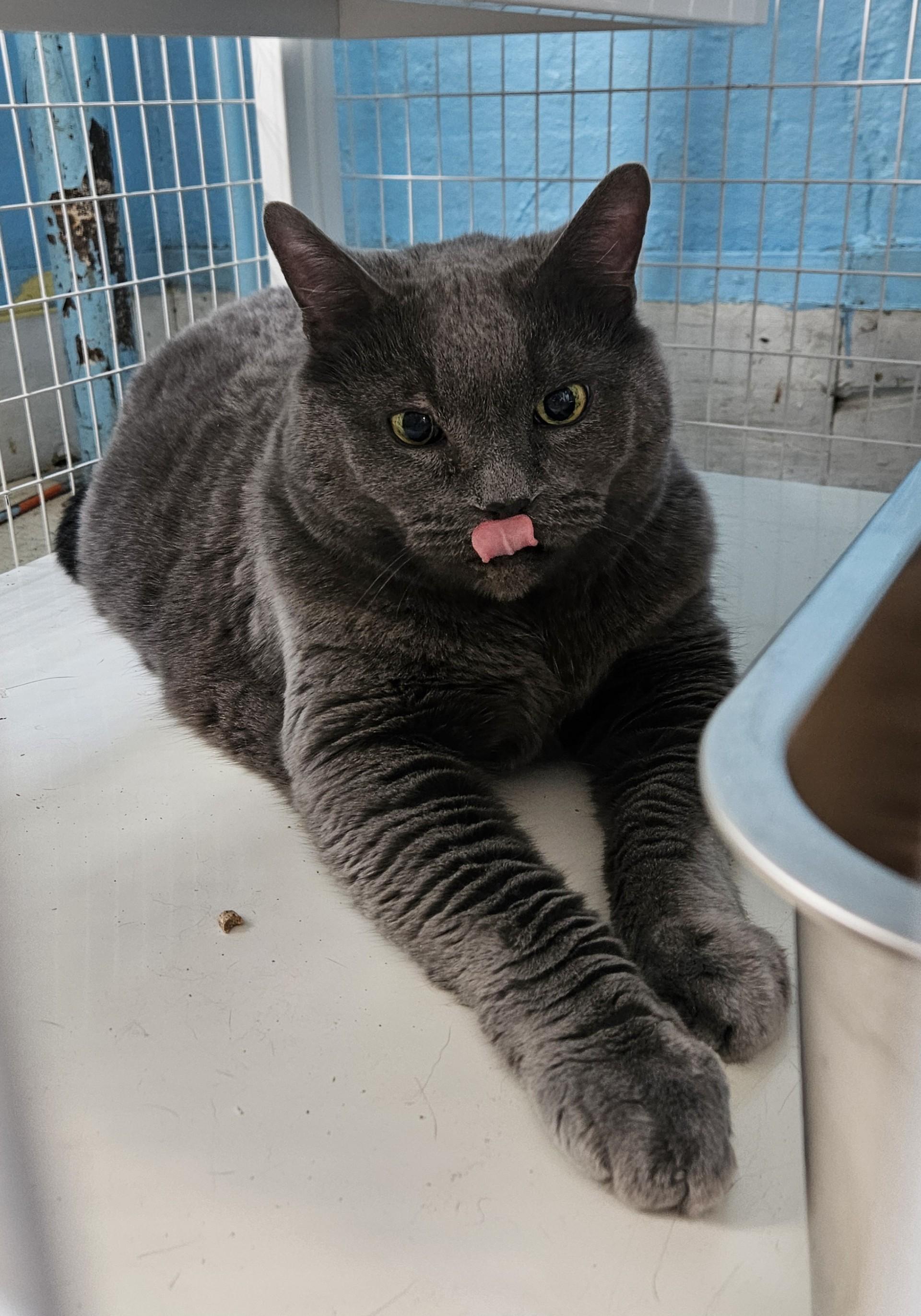 Yigit, ADOPTABLE, Adult Male Domestic Medium Hair.