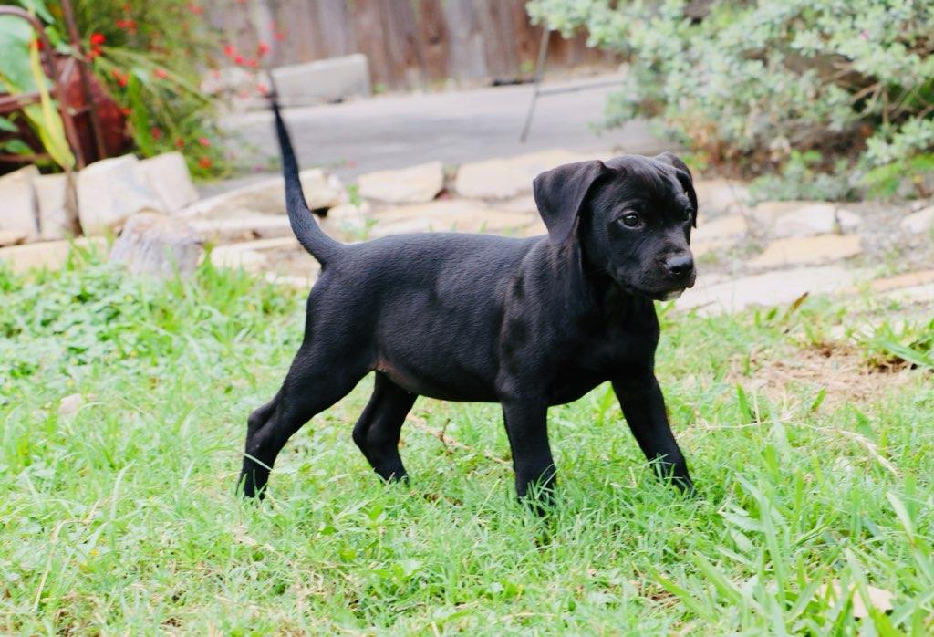 Enlarge Willow - TX, a ADOPTABLE mixed breed in Warren, ME image 2/4