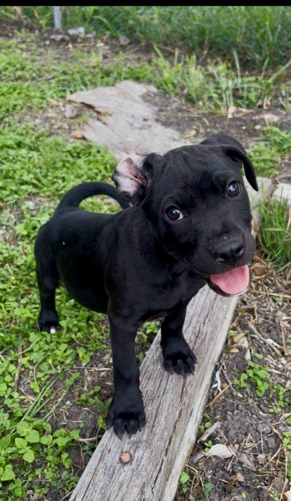 Enlarge Willow - TX, a ADOPTABLE mixed breed in Warren, ME image 4/4