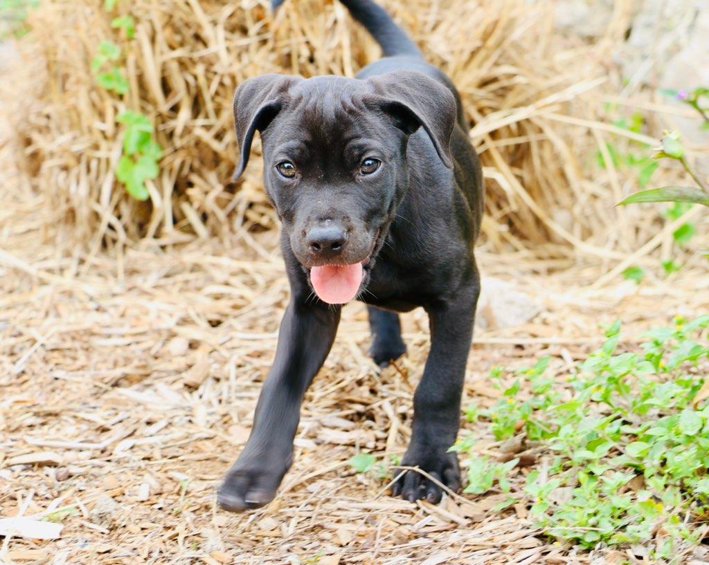 Enlarge Willow - TX, a ADOPTABLE mixed breed in Warren, ME image 1/4