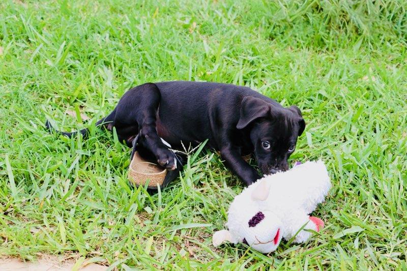 Enlarge Willow - TX, a ADOPTABLE mixed breed in Warren, ME image 3/4