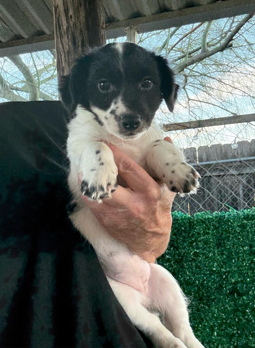 Meadow, adopted, Young Female Pomeranian & Chihuahua.