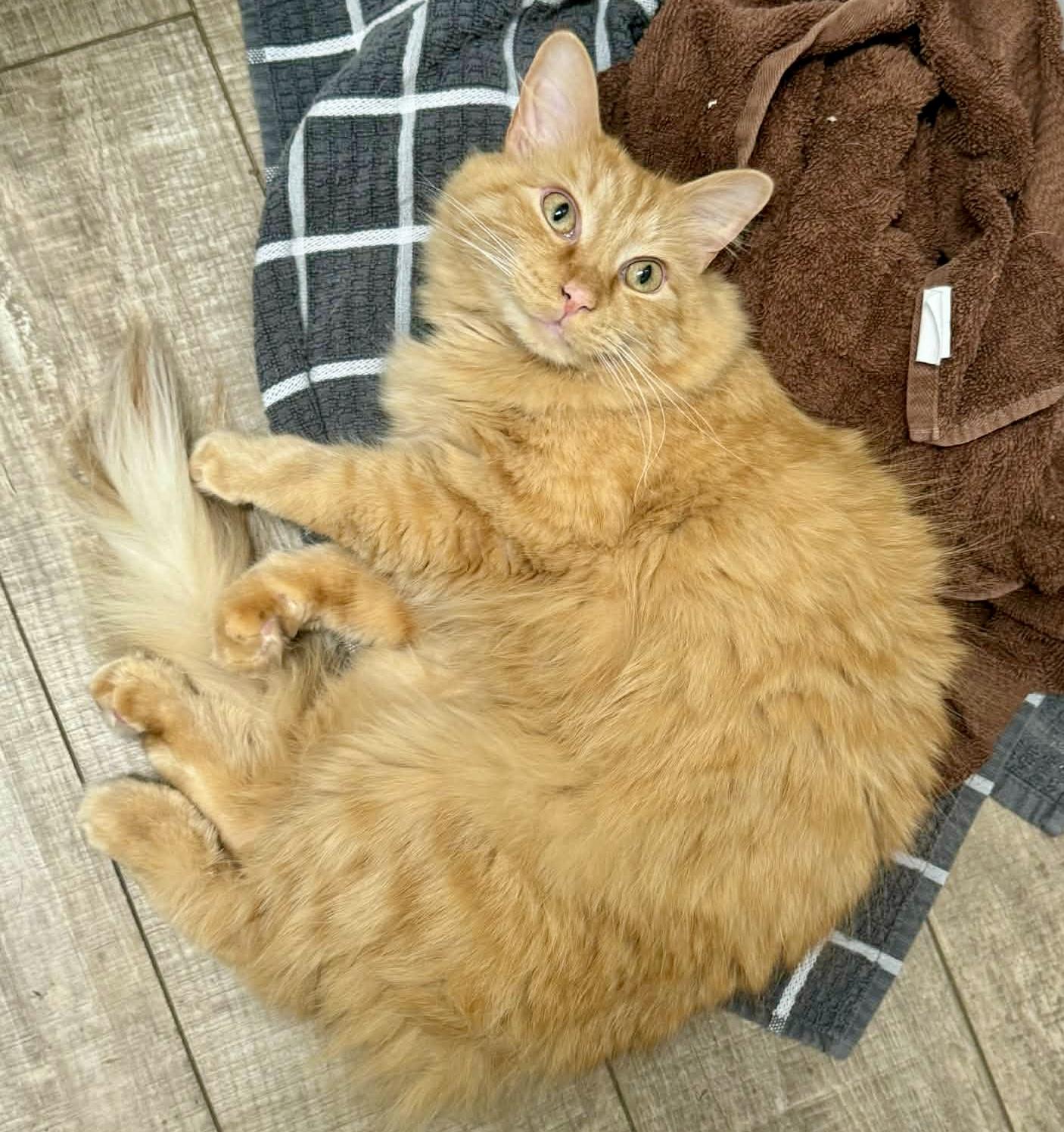 Enlarge Finley (courtesy listing), an adopted mixed breed in Myrtle Beach, SC image 4/4