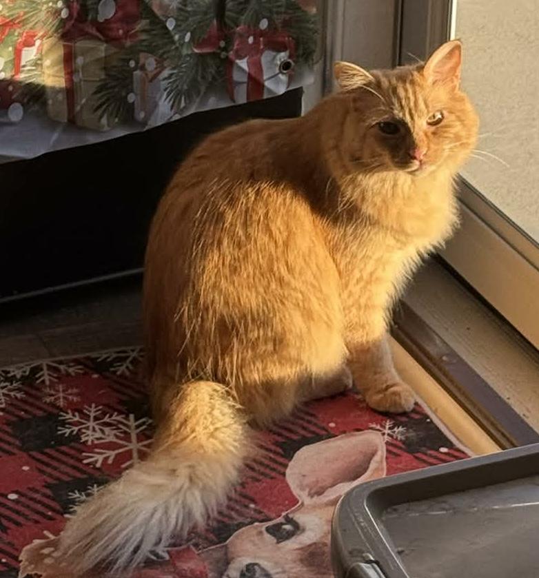 Finley (courtesy listing), adopted, Young Male Domestic Long Hair & Tabby.