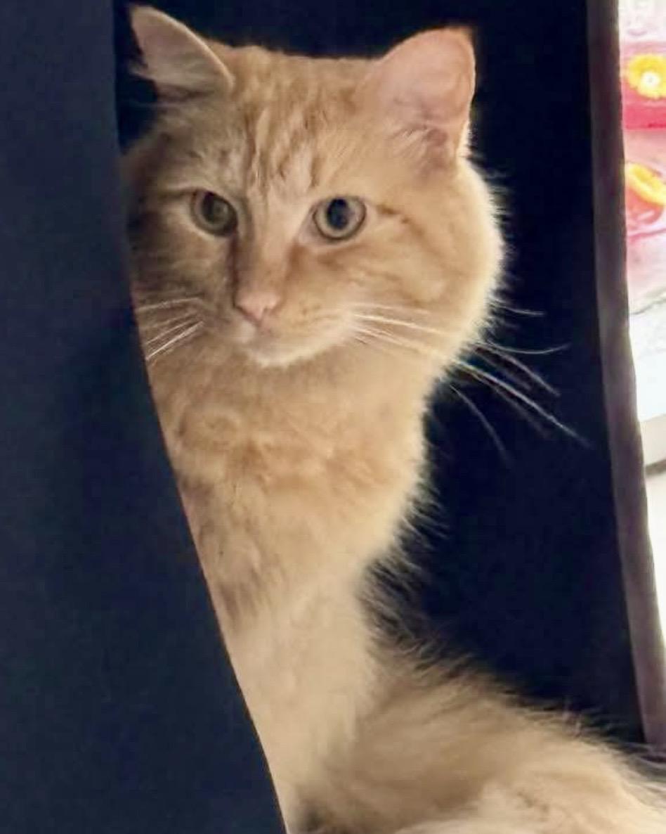 Enlarge Finley (courtesy listing), an adopted mixed breed in Myrtle Beach, SC image 3/4