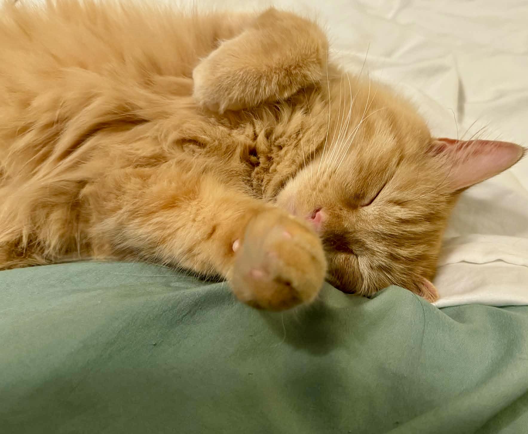 Enlarge Finley (courtesy listing), an adopted mixed breed in Myrtle Beach, SC image 2/4