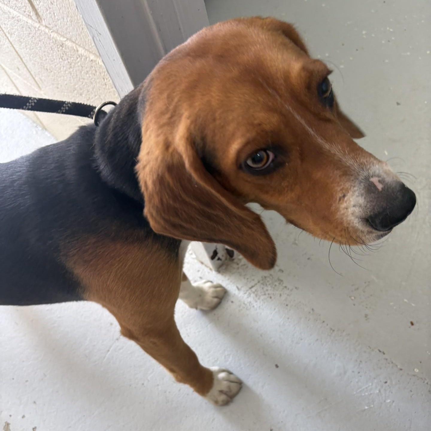 Chester, an adoptable Beagle in Elberon, VA image 2/2