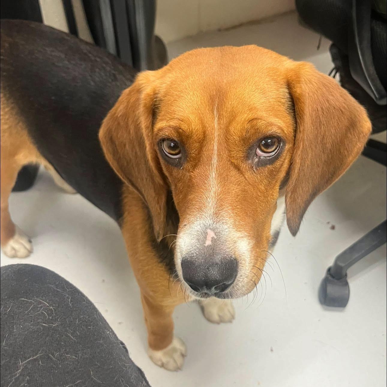 Chester, adoptable, Young Male Beagle.