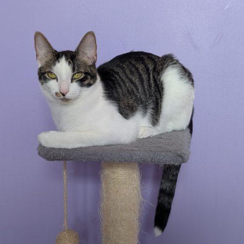 Enlarge Trico, a Adoptable Domestic Short Hair in Elizabeth, IL image 1/5