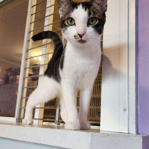Enlarge Trico, a Adoptable Domestic Short Hair in Elizabeth, IL image 2/5