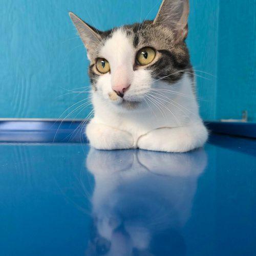 Enlarge Trico, a Adoptable Domestic Short Hair in Elizabeth, IL image 4/5