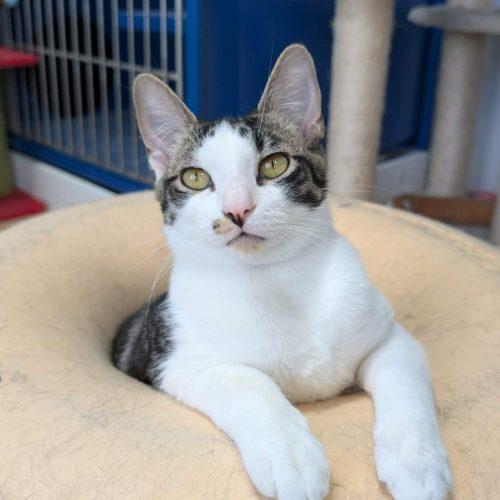Enlarge Trico, a Adoptable Domestic Short Hair in Elizabeth, IL image 5/5