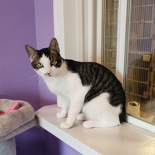 Enlarge Trico, a Adoptable Domestic Short Hair in Elizabeth, IL image 3/5